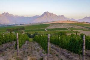 vineyard landscape at sunset with mountains in ste 2025 01 08 02 38 15 utc